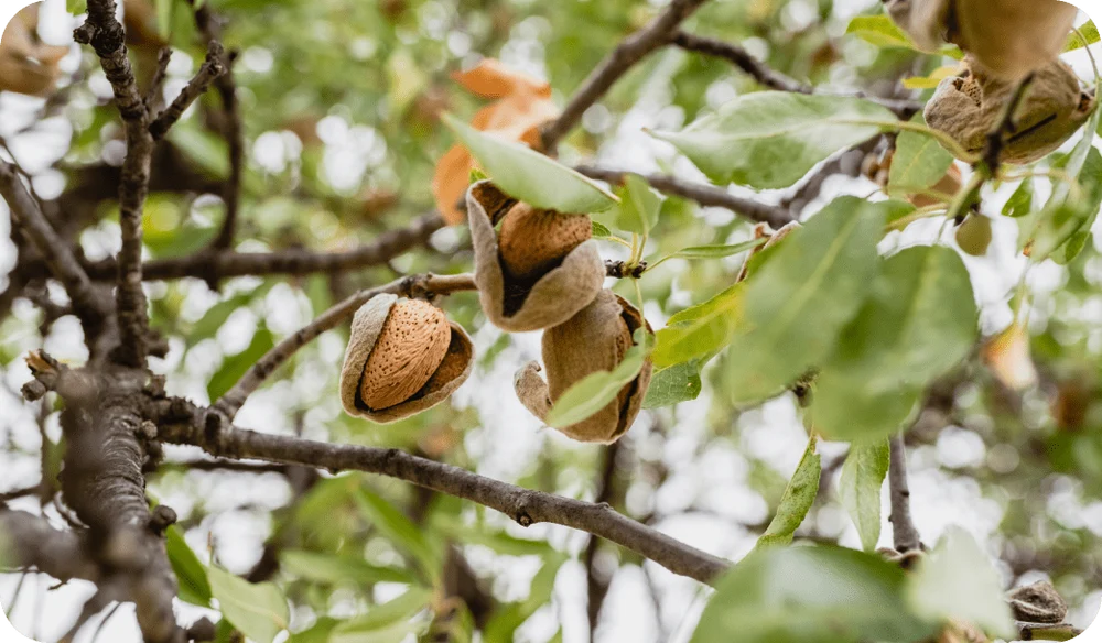 Almonds growing on an almond tree